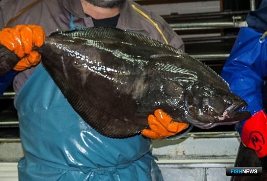 Для промысла палтусов предложили ограничения