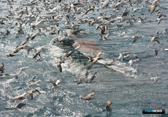 Иностранным инвесторам снизили планку для согласований Иностранным инвесторам снизили планку для согласований