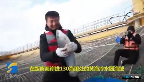 В Желтом море собрали первый урожай лосося