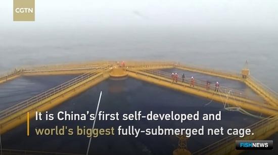 В Желтом море собрали первый урожай лосося