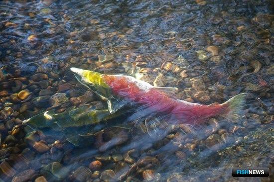 Лососей Канады хотят спасти ограничениями промысла