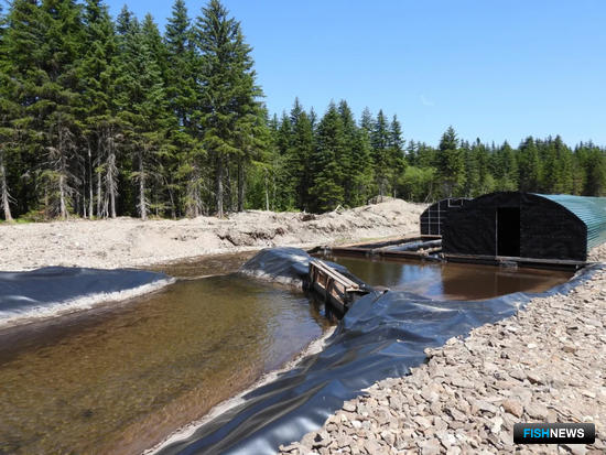 ТОР «Николаевск» помогает воспроизводству лосося ТОР «Николаевск» помогает воспроизводству лосося