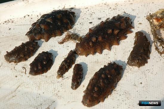 Трепанговый браконьер пошел на таран