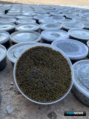 Икорных перекупщиков на Волге приняли силовики