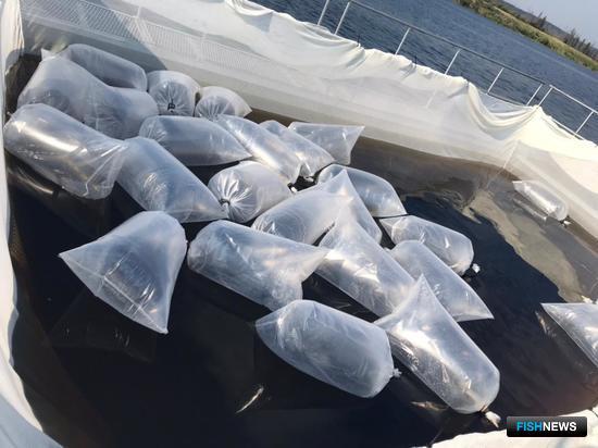 В Якутии опробуют товарное выращивание форели