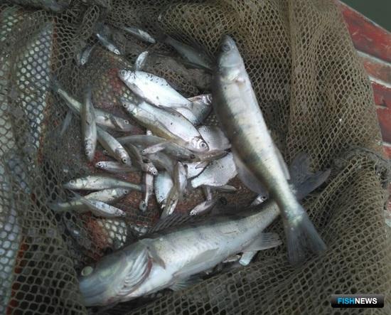 Судак и тарань готовы скатиться из лиманов Кубани Судак и тарань готовы скатиться из лиманов Кубани