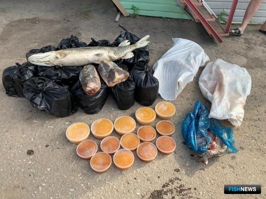 Икорных перекупщиков на Волге приняли силовики