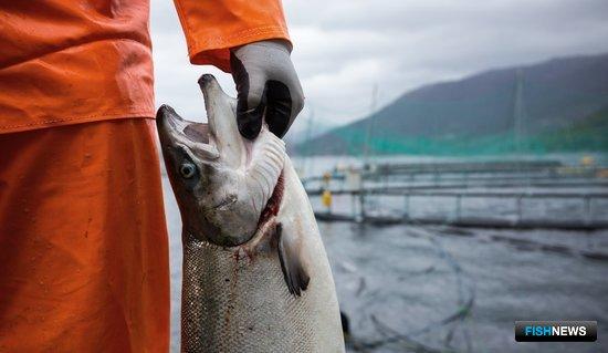 Норвегия собирается упорядочить &laquo;нормативку&raquo; для аквакультуры