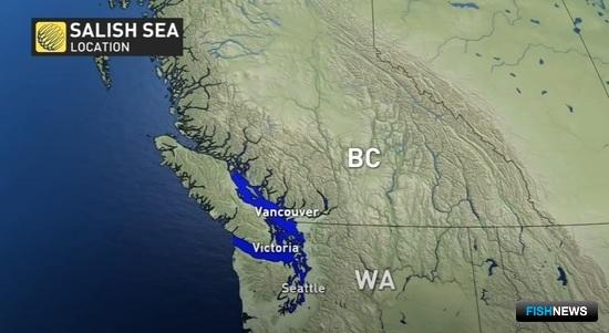 Моллюсков моря Селиш сгубила аномальная жара