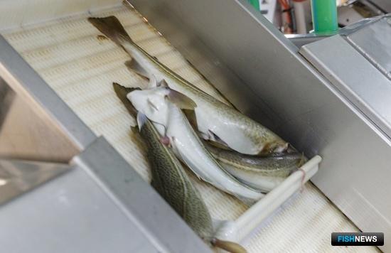 &laquo;Прибрежке&raquo; угрожают многомиллионные штрафы