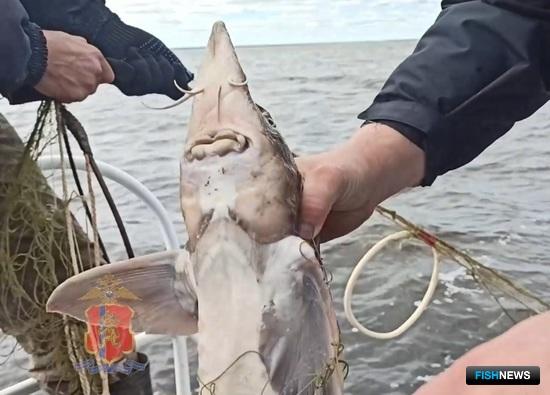 Таймырских осетров спас патруль полиции Таймырских осетров спас патруль полиции