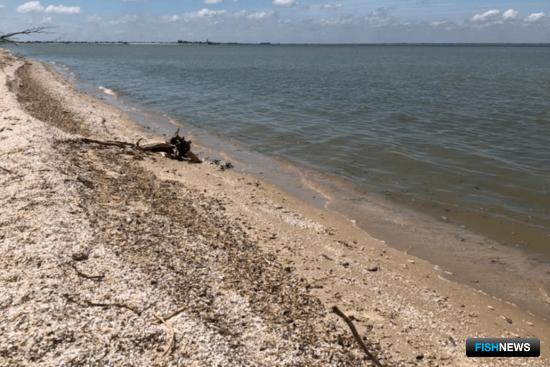 Бычков в Ростовской области сгубила жара Бычков в Ростовской области сгубила жара