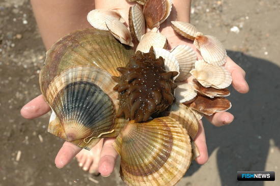 Марифермеры Приморья сразились за участки на торгах Марифермеры Приморья сразились за участки на торгах