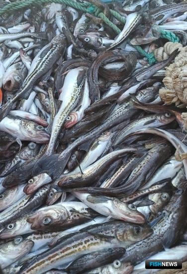 Наука оценила популяции минтая и лососей Наука оценила популяции минтая и лососей