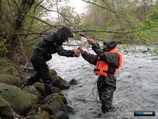 ГЭС Северного Кавказа проверяют на вред рыбе ГЭС Северного Кавказа проверяют на вред рыбе