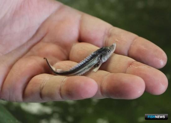 Рыбоводные заводы на Дону модернизируют