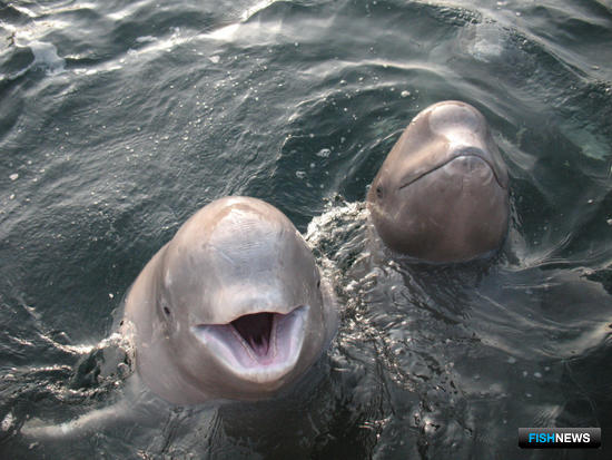Приморцам напомнили об осторожности с белухами