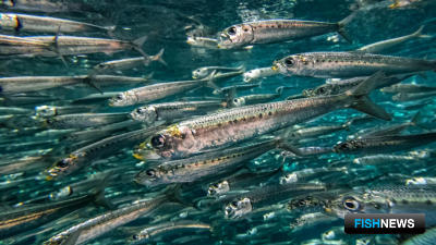 Для оценки нереста сельди ищут эффективные способы