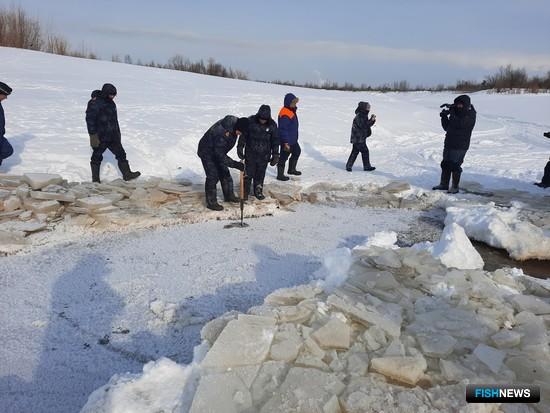 Ущерб «подгоревшей» Оби газовики возместят осетрятами Ущерб «подгоревшей» Оби газовики возместят осетрятами