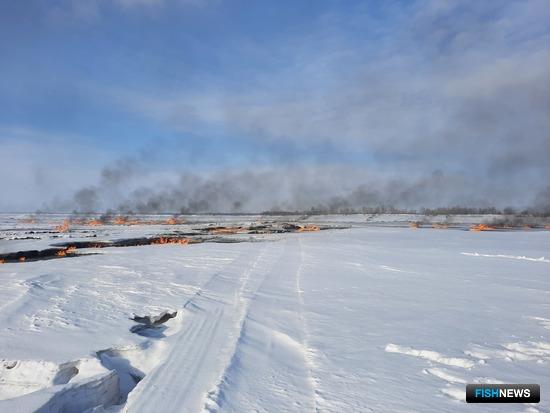 Ущерб «подгоревшей» Оби газовики возместят осетрятами Ущерб «подгоревшей» Оби газовики возместят осетрятами