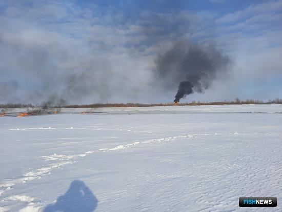 Ущерб «подгоревшей» Оби газовики возместят осетрятами Ущерб «подгоревшей» Оби газовики возместят осетрятами