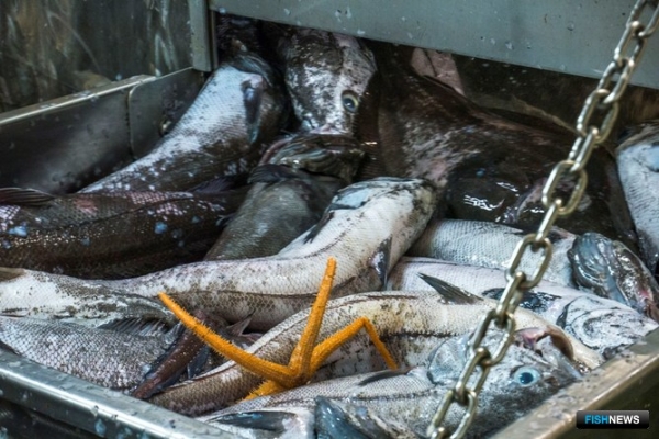 Макрурус &mdash; сокровище морских глубин