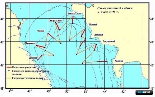 Ученые собрали данные по летней кильке