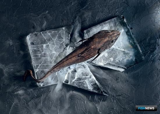 Макрурус &mdash; сокровище морских глубин