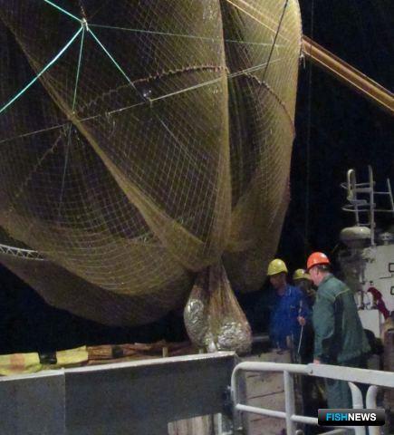 Ученые собрали данные по летней кильке