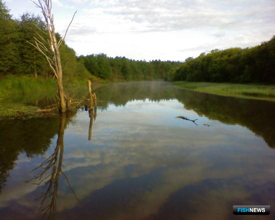 Акватории в Коми вновь попытаются продать рыбоводам Акватории в Коми вновь попытаются продать рыбоводам