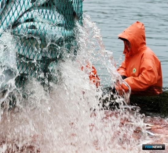 Лососевая путина успешно развивается Лососевая путина успешно развивается