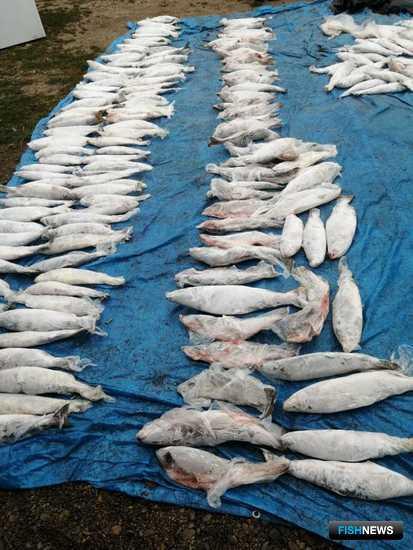 Браконьеров приморского села навестили силовики Браконьеров приморского села навестили силовики