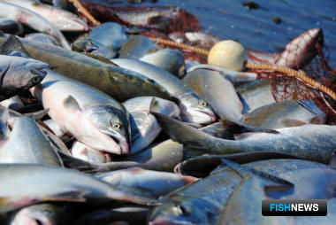 Добытчики лосося на Чукотке получили дополнительные лимиты