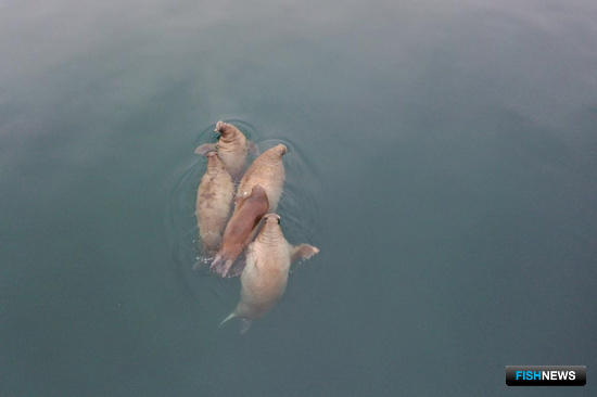 Моржей Новой Земли собираются «чипировать» Моржей Новой Земли собираются «чипировать»