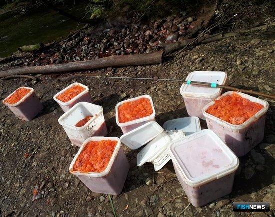 Утка стала источником нелегальной икры Утка стала источником нелегальной икры