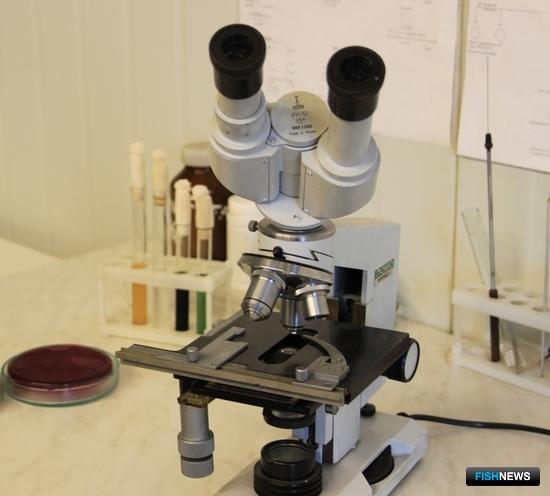 Как будут проверять рыбу — отрасли готовят новый документ Как будут проверять рыбу — отрасли готовят новый документ