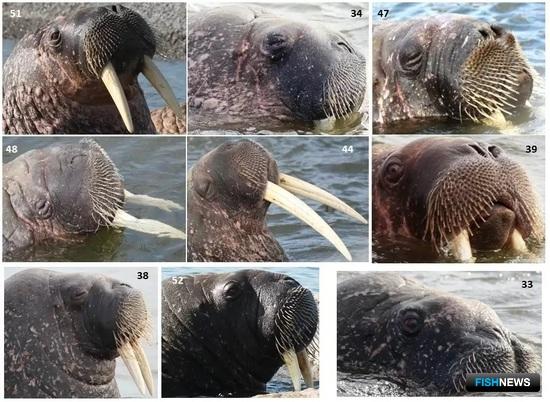 Моржи Ненецкого заповедника пройдут «фейсконтроль» Моржи Ненецкого заповедника пройдут «фейсконтроль»