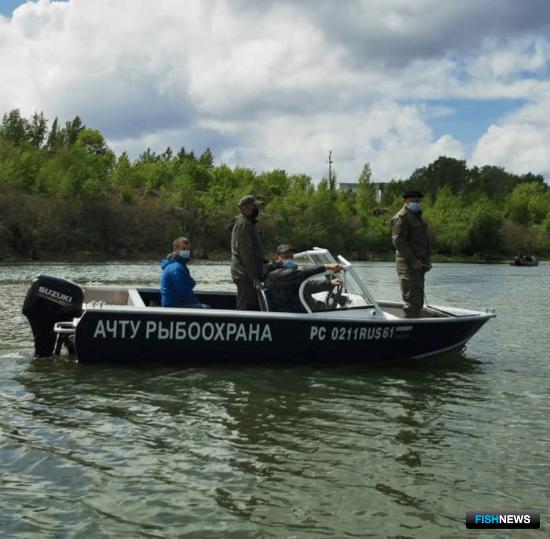 Донской шемае планируют сменить охранный статус