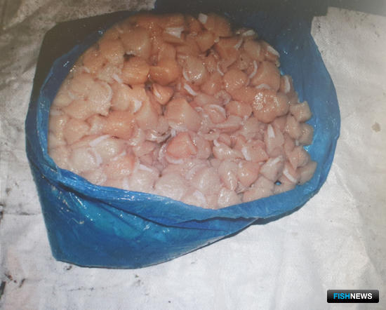 Попытка заработать на браконьерстве гребешка кончилась уголовным делом Попытка заработать на браконьерстве гребешка кончилась уголовным делом