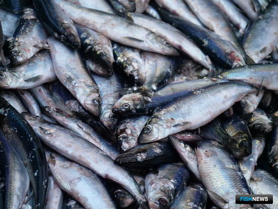 Рыбакам обещают богатую сельдевую рыбалку