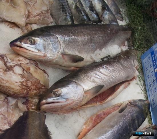 Семга отошла единственным заявителям