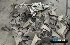 Великобритания откажется от акульих плавников