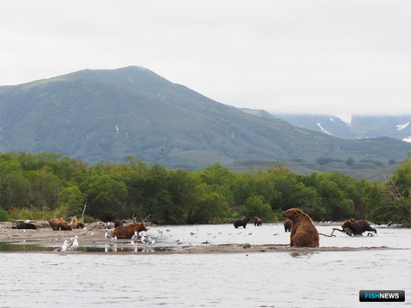 Запасы озерновской нерки исследуют с воды и воздуха