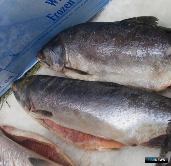 Победителей по семге определили без торгов Победителей по семге определили без торгов