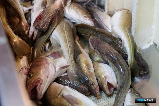 &laquo;Прибрежка&raquo; получила список видов продукции