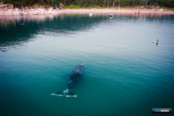 Проблемы полярных китов изучают экологи Проблемы полярных китов изучают экологи