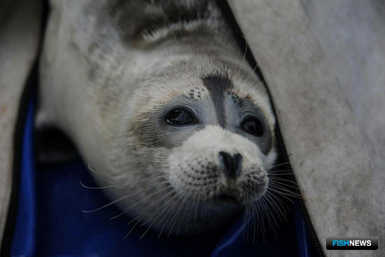 Буйных зверобоев-браконьеров ждет суд Буйных зверобоев-браконьеров ждет суд