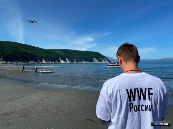 Проблемы полярных китов изучают экологи Проблемы полярных китов изучают экологи