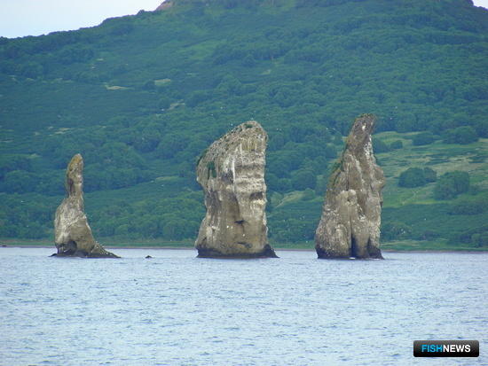 Лососевая путина в Авачинском заливе закроется 6 сентября Лососевая путина в Авачинском заливе закроется 6 сентября