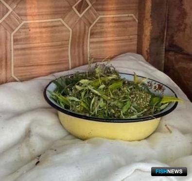 В доме наркомана нашли «краснокнижный» деликатес В доме наркомана нашли «краснокнижный» деликатес